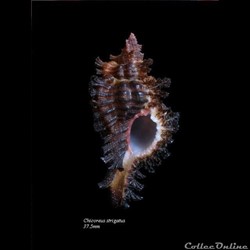 Chicoreus strigatus 37.5mm