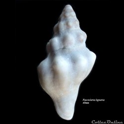 Fasciolaria lignaria 40mm