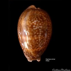 Cypraea cervus 93mm