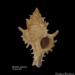 Hexaplex saharicus 76.3mm WO