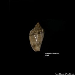 Marginella adansoni 22mm