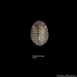 Ischnochiton dispar 13mm