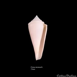 Conus teramachi