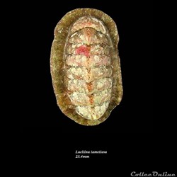 Lucilina lamellosa 23.4mm