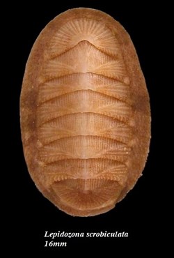 Lepidozona scrobiculata 16mm
