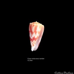Conus molucensis merletti 42,5mm