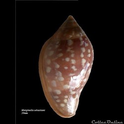 Marginella sebastiani 59mm