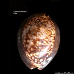 Cypraea mauritiana 83mm