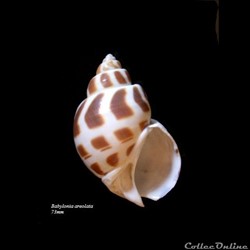 Babylonia areolata 73mm