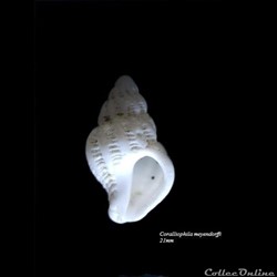Coralliophila meyendorffi 21mm
