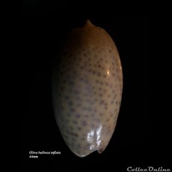 Oliva bulbosa inflata 44mm