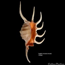 Lambis crocata crocata 148mm