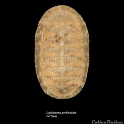 Lepidozona  pectinulata 14.7mm