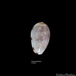 Prunum guttatum 19.5mm
