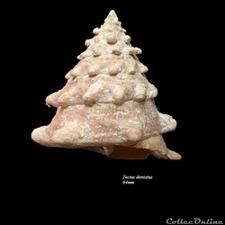 Tectus dentatus 64mm