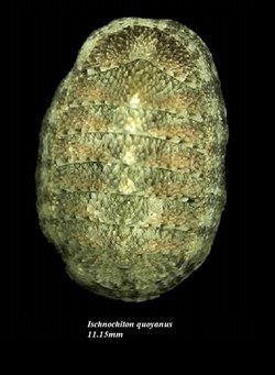 Ischnochiton quoyanus 11.15mm