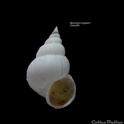 Epitonium irregularis 32mm WO