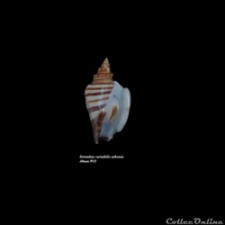 Strombus variabilis athenia 40mm WO