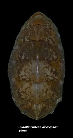 Acanthochitona discrepans 19mm
