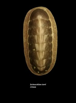 Ischnochiton torri 33mm