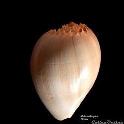 Melo aethiopica 195mm
