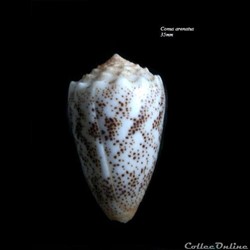 Conus arenatus 35mm