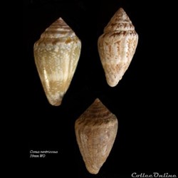 Conus ventricosus 39mm WO