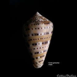 Conus genuanus 43mm