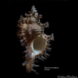 Chicoreus torrefactus 57.5mm