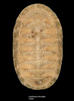 Lepidozona bisculpta 13mm