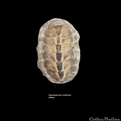 Squamopleura curtisiana 20mm