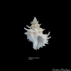 Babelomurex princeps 30.5mm
