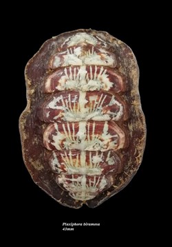 Plaxiphora biramosa 43mm