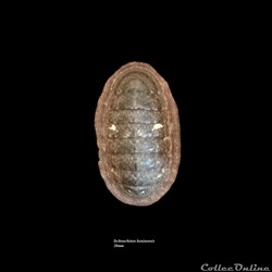 Ischnochiton boninensis 26mm