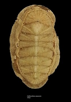 Callistochiton omanensis 15mm