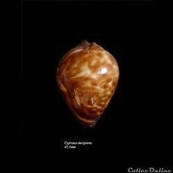 Cypraea decipiens 45.5mm
