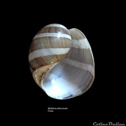 Hydatina albocincta 51mm