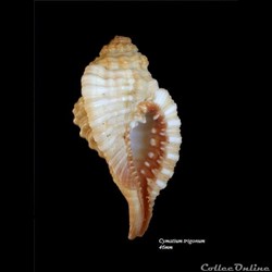 Cymatium trigonum 46mm
