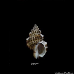 Gyrineum natator 43.2mm WO