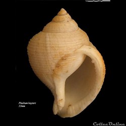 Phalium keyteri 53mm
