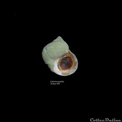 Littorina squalida 26.8mm WO
