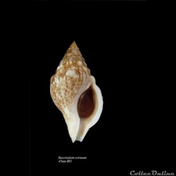 Buccinulum corneum 47mm WO