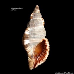 Cymatium pileare 119mm
