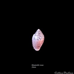 Marginella rosea 26mm