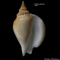 Strombus epidromus 72mm