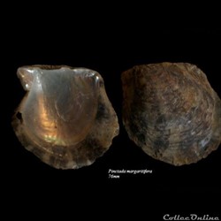 Pinctada margaritifera 76mm