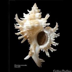 Chicoreus cnissodus 78mm WO