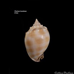 Phalium bandatum 83mm