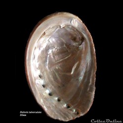 Haliotis tuberculata 86mm