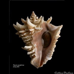 Vasum cassiforme 83mm